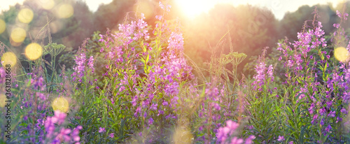 purple flowers Ivan-tea, kiprei on meadow. gentle flower garden in sunset. summer season. copy space. 