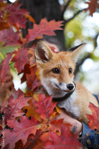 red fox in the autumn