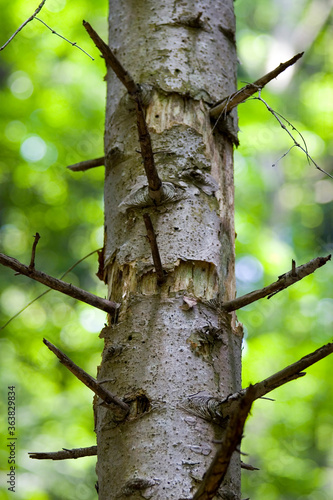 Fototapeta Naklejka Na Ścianę i Meble -  Close-up tree trunk growing in the forest, blur bokeh background