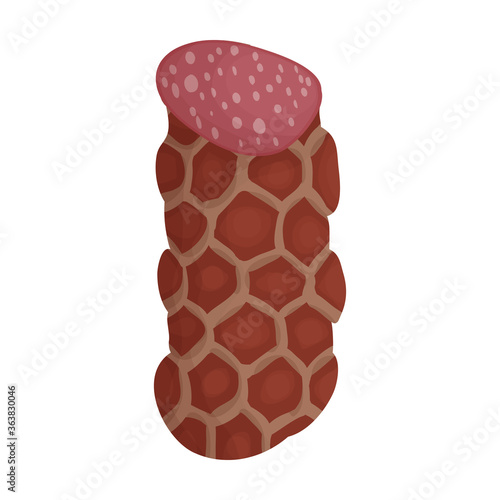 Sausage vector icon.Cartoon vector icon isolated on white background sausage.