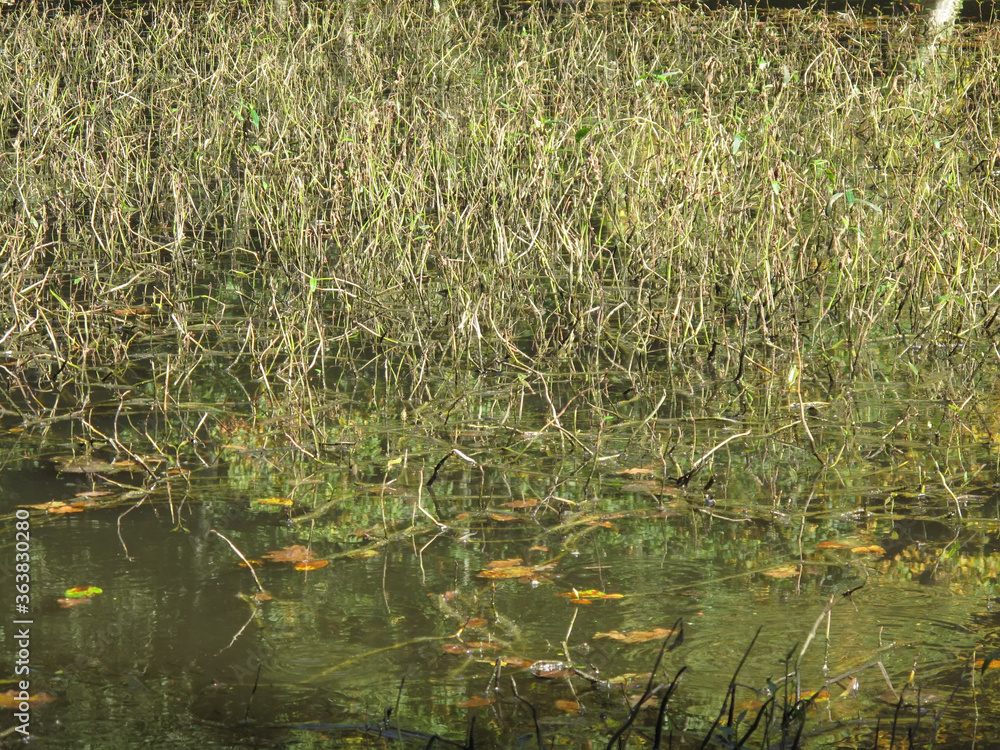 Close-up of swamp grass in the water Close-up of swamp grass in the water