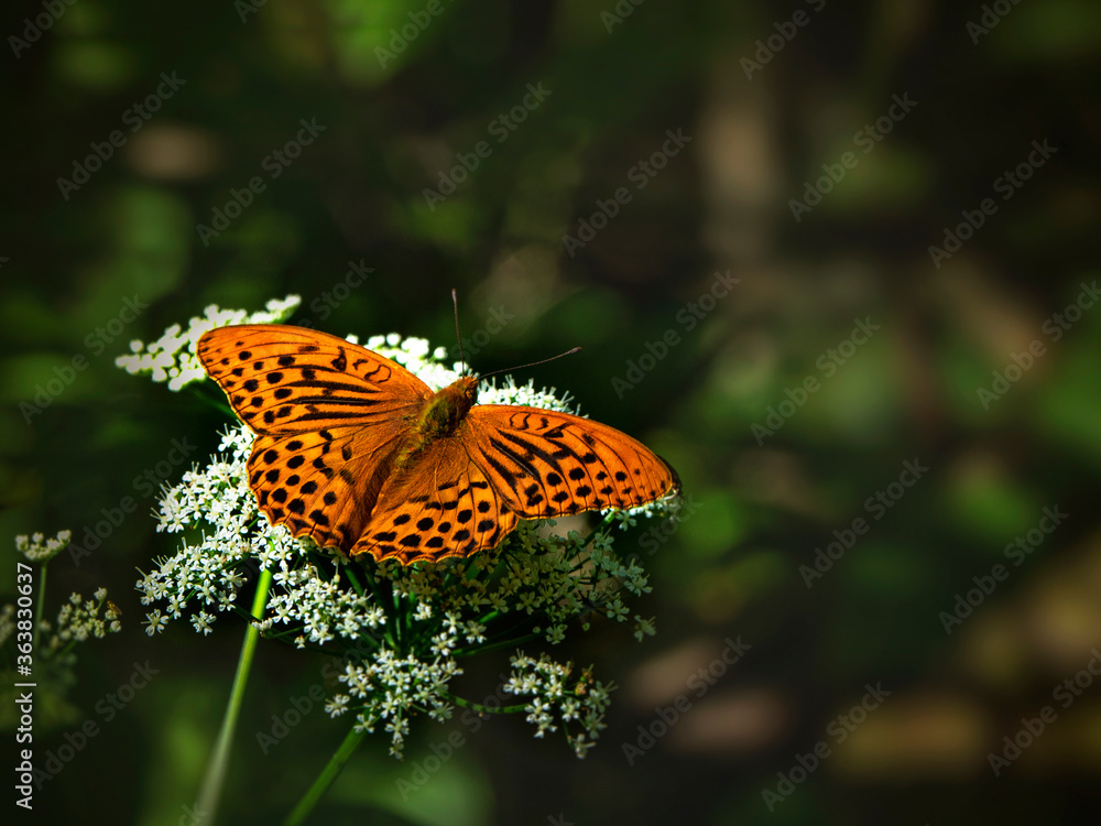 Obraz premium A bright orange large mother of pearl butterfly sitting on a white flower against blurred green grass. Close up