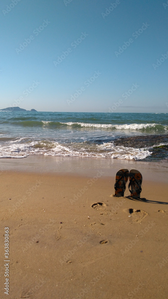 dog on the beach dog on the beach