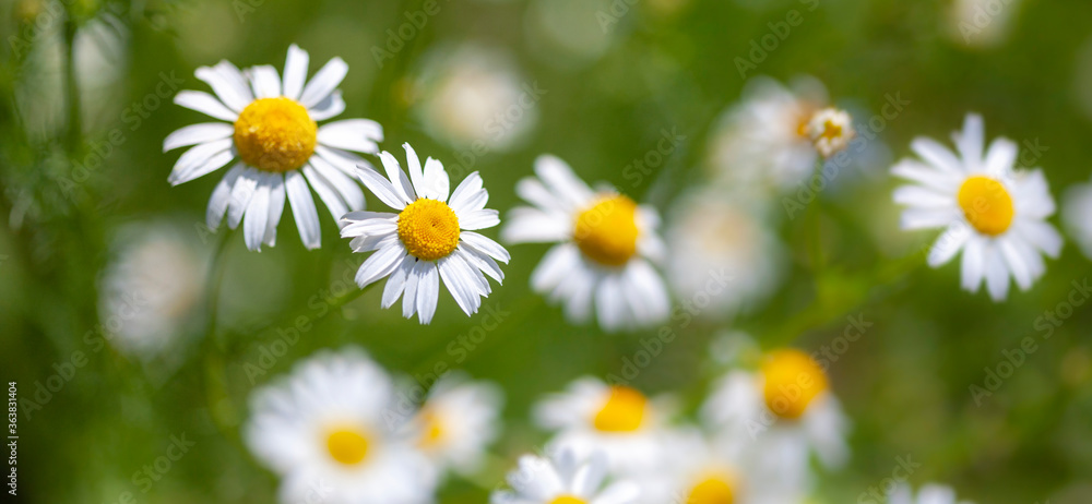 Daisies in the meadow. Macro photography, narrow focus.