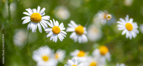 Daisies in the meadow. Macro photography  narrow focus.