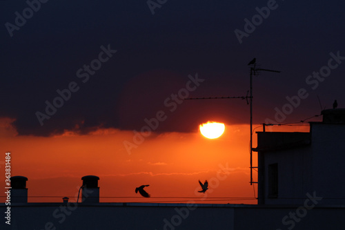 Czerwony zachód słońca i sylwetka budynku i ptaków latających nad dachem