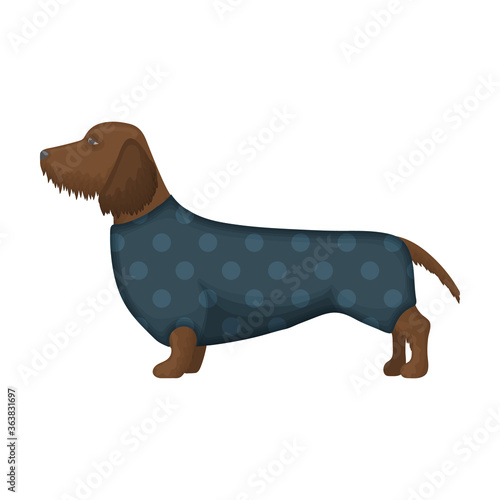 Dachshund vector icon.Cartoon vector icon isolated on white background dachshund.