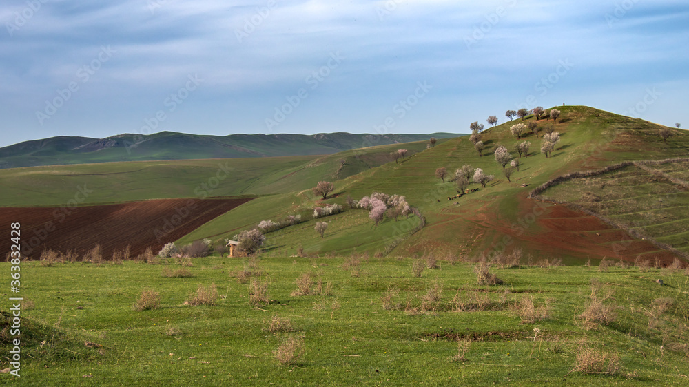 Obraz premium Beautiful hills with grass and flowers. Nature view on a green meadow with a blue sky background. Hillside in mountains near the village in the morning light