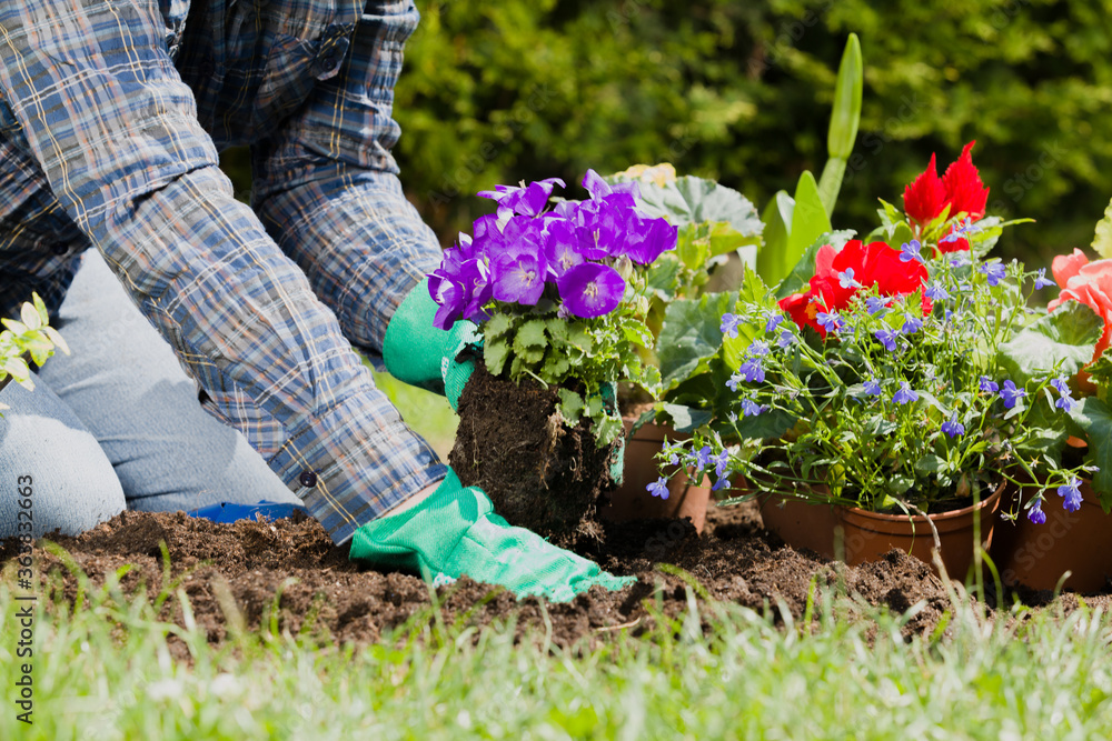 Fototapeta premium Planting flowers in the garden home