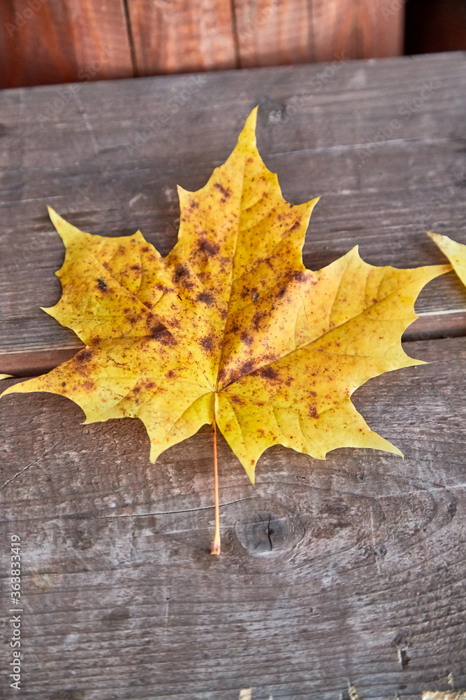 Obraz premium Autumn yellow maple leaf on gray wooden background.