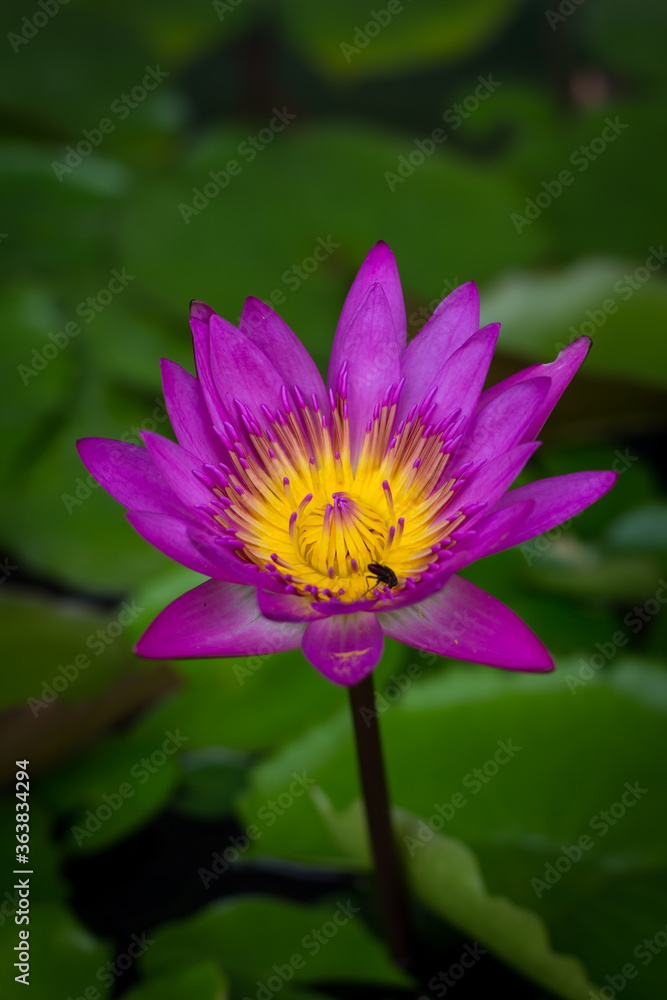Purple lotus blossoms or water lily flowers blooming on pond Purple lotus blossoms or water lily flowers blooming on pond