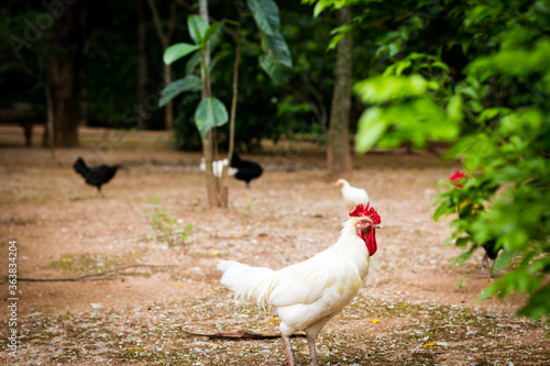 White chicken looking for food