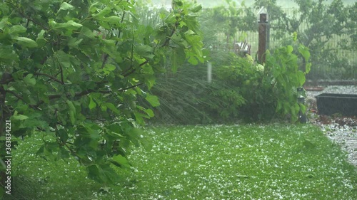 4K footage outdoors in garden, huge hail stones, hailstorm, thunderstorm damaging trees and falling down on grass on bad weather day in summer
 photo