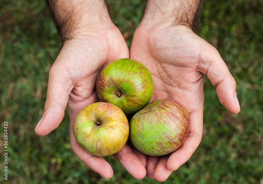 Handpicking organic apples from the tree Handpicking organic apples from the tree