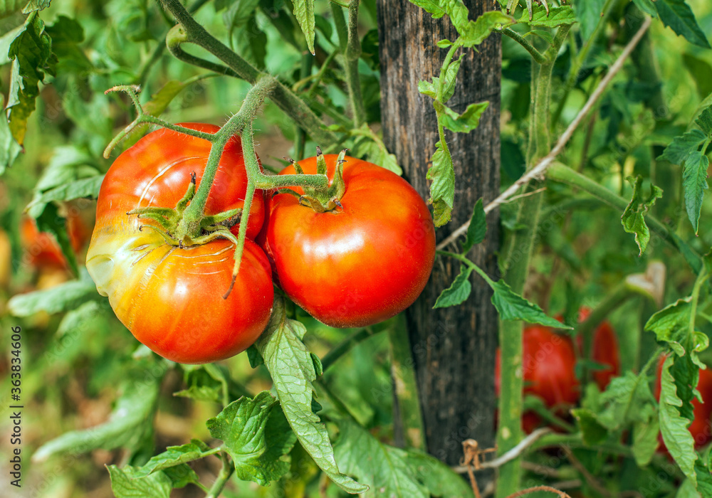Fresh organic tomatoes in the garden