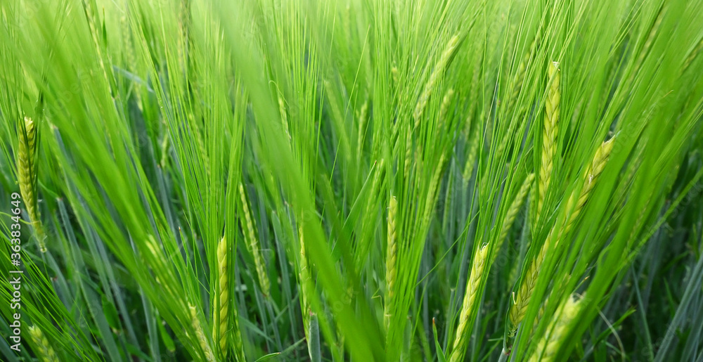 Spike of corn / wheat and green field background Spike of corn / wheat and green field background