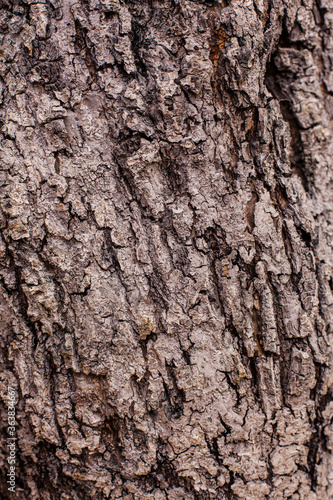 Tree bark crust texture closeup