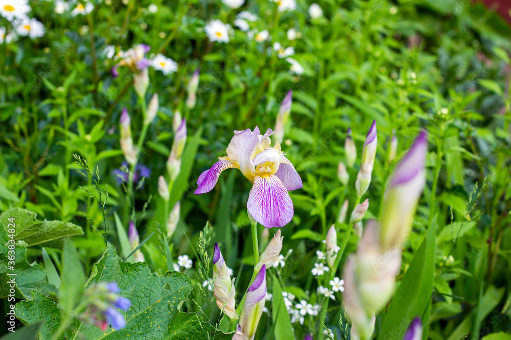 Fototapeta premium Bright purple, white, blue and violet blooming Iris xiphium (Bulbous iris, sibirica) flowers on green leaves and grass background in the garden in spring and summer.