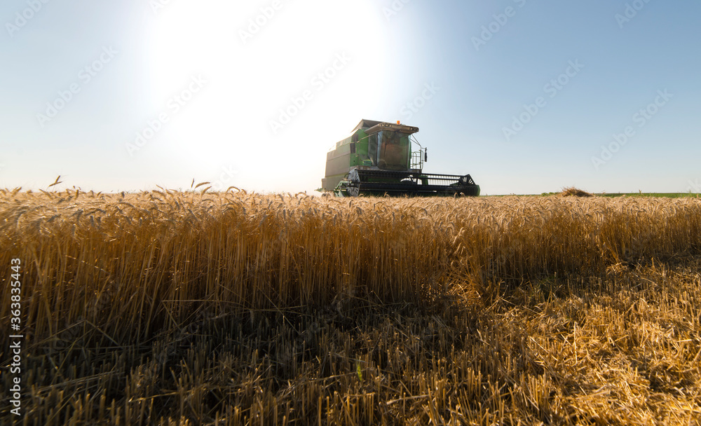 Fototapeta premium Harvester at work in summer sun