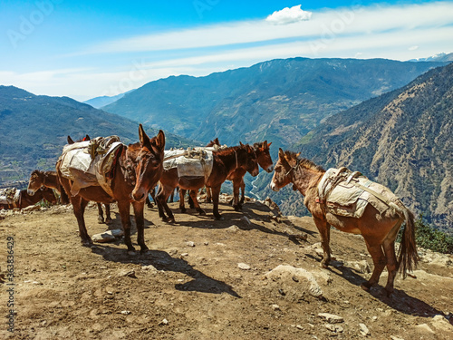 Donkeys carry stuff on a footpath on the Everest Base camp trek in the Himalaya, Nepal