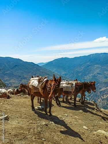 Donkeys carry stuff on a footpath on the Everest Base camp trek in the Himalaya, Nepal