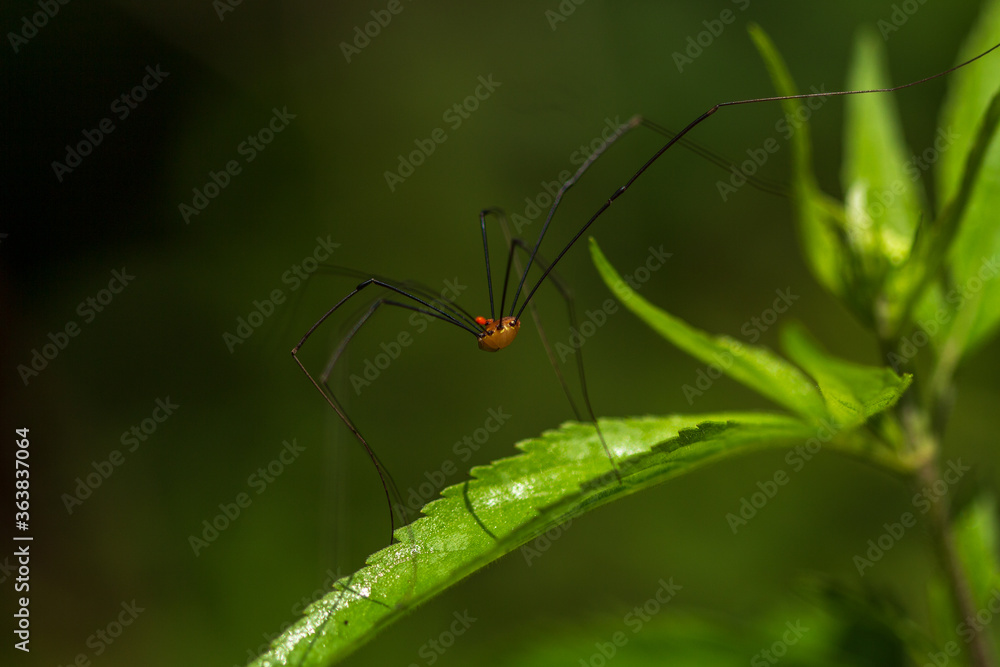 Arthropoda - Arachnida - Muricaneus - Opiliones - Morgaños Arthropoda - Arachnida - Muricaneus - Opiliones - Morgaños