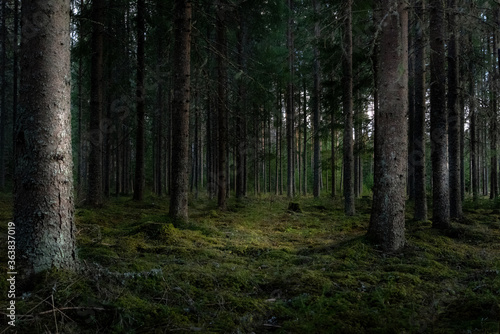 Fotografiet Pine Trees In Forest