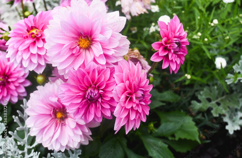 closeup of a pink dahlia bush closeup of a pink dahlia bush