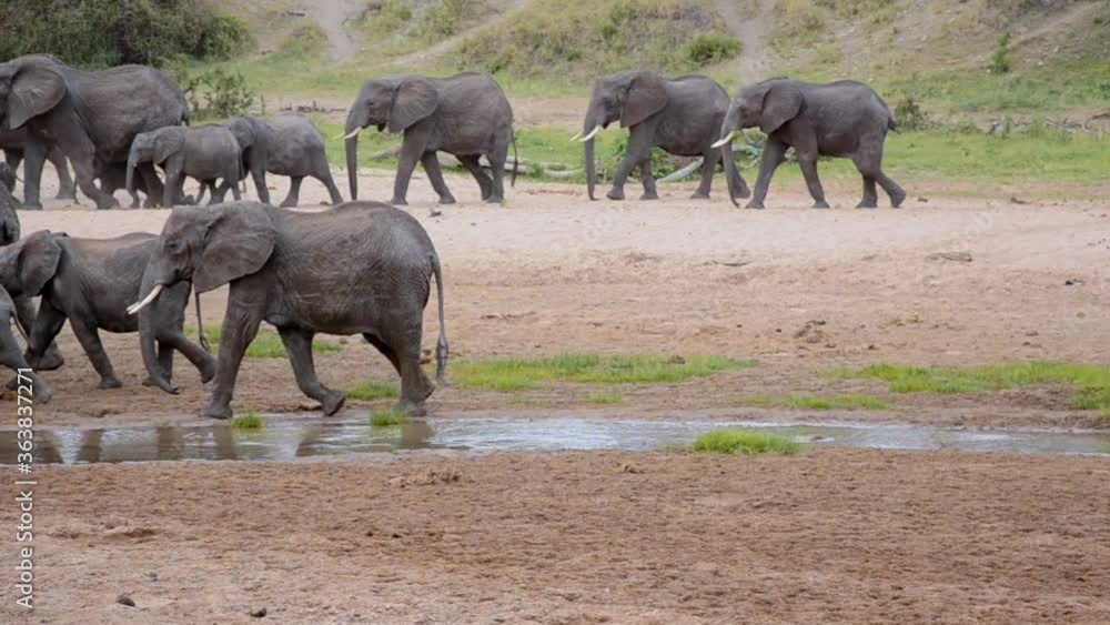 Herd of elephants walking by the river Herd of elephants walking by the river