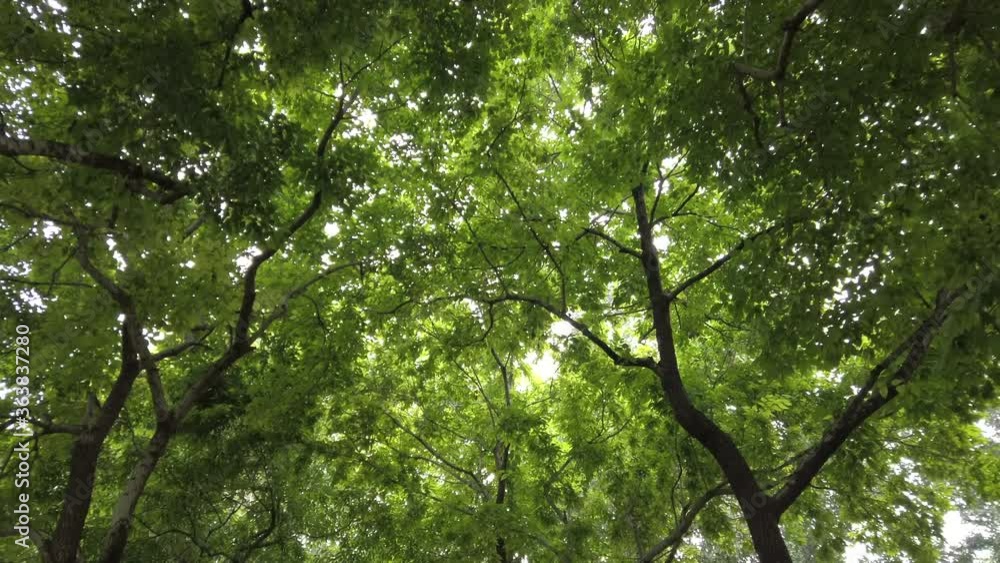 Walking in a forest park in summer, Beijing, China. Gimbal shot. Walking in a forest park in summer, Beijing, China. Gimbal shot.