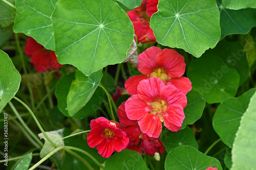 flowers and leaves of nasturtiums