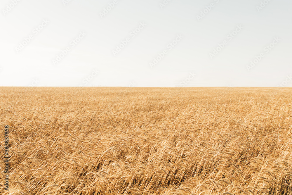 Fototapeta premium Beautiful Golden wheat field and Sunny day