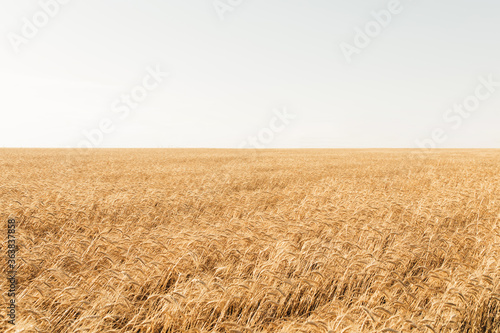 Beautiful Golden wheat field and Sunny day