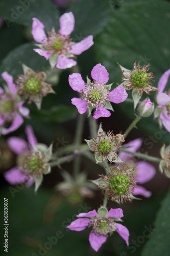 Vertical shot of rubus ulmifolius flowers in a field with a blurry background photo