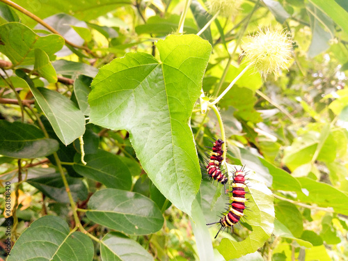 Two caterpillars are eating leaves Nature background