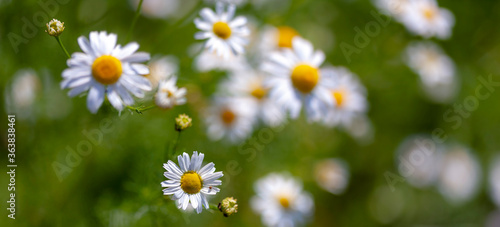 Camomile in the meadow. Macro photography, narrow focus.