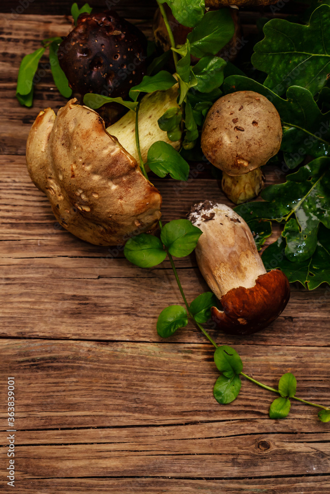 Fresh forest mushrooms. Assorted gourmet porcini and boletus, oak leaves Fresh forest mushrooms. Assorted gourmet porcini and boletus, oak leaves