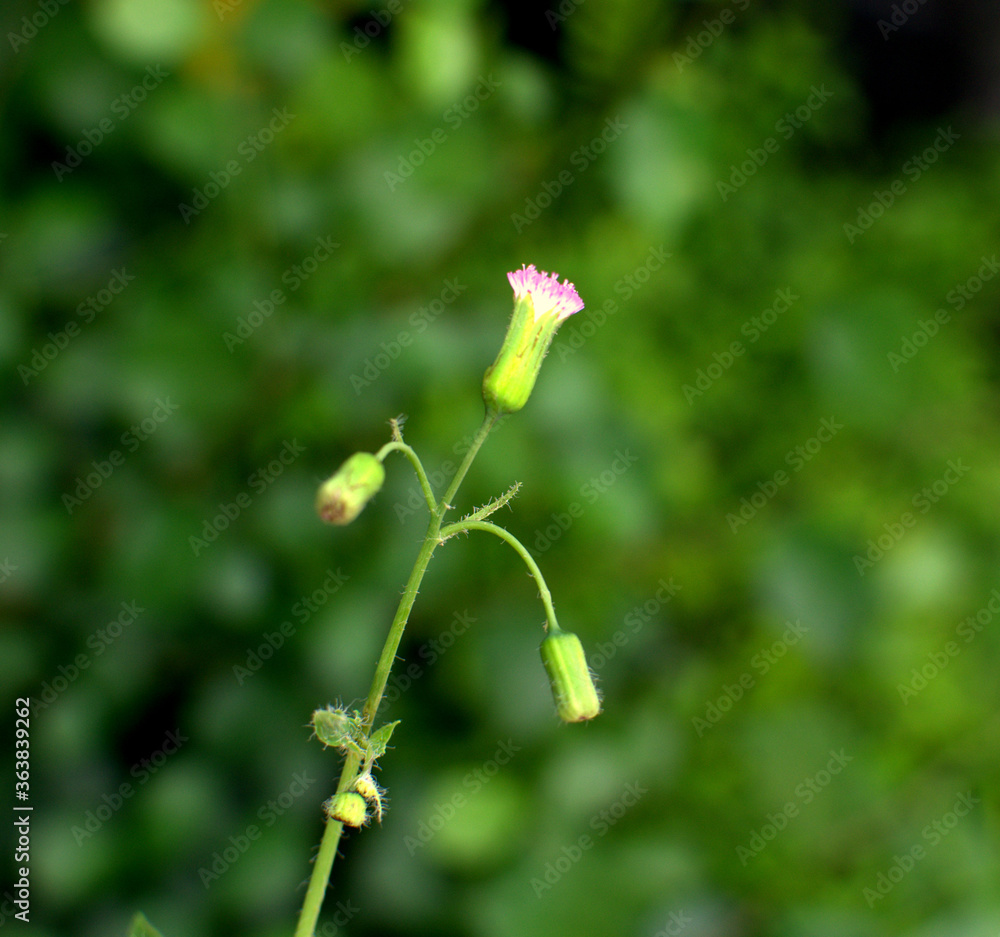 Fresh Green Wild Plants Blurred Background. Small wild plants with a blurred background. White Flower Bud background. HD wallpaper. 