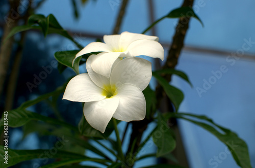 The white frangipani with leaves. White plumeria.Plumeria flowers - White plumeria on the plumeria tree.  Bright colorful flowers with Beautiful sunlight in the morning. Selected focus. photo