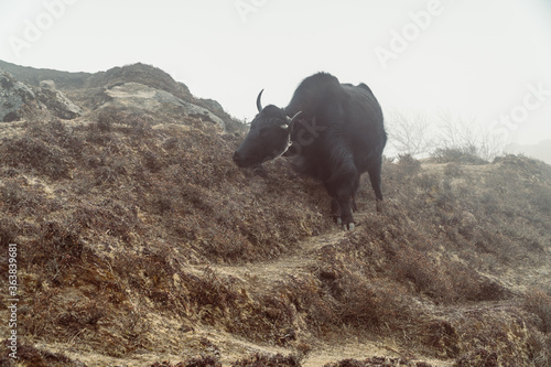 Beautiful male yak with big horns and black fur stands on a fog mountain hill slope of Himalaya, Nepal. Himalaya landscape and mountain views. photo