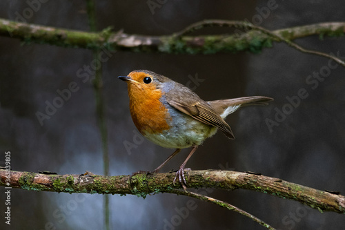 European Robin in woodland