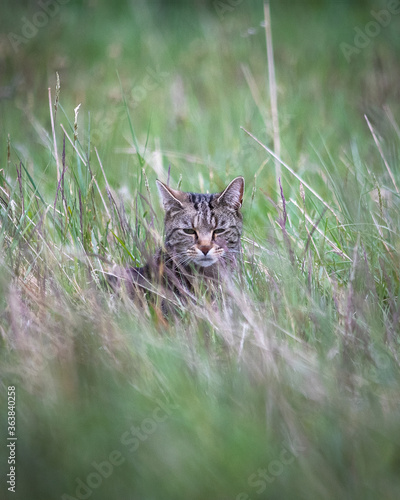 Canvas Print Scottish wild cat on a meadow