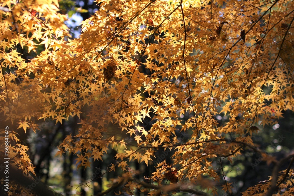 autumn color of Japanese maple leaves autumn color of Japanese maple leaves