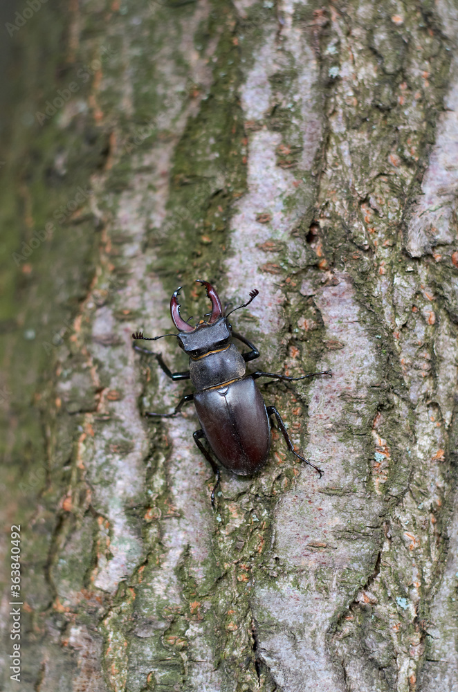 deer beetle on a tree trunk with bark in the garden in summer