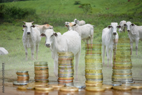 Double exposure cattle on pasture and coins for financial success concept in livestock. Nelore photo