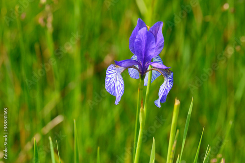 Fototapeta Naklejka Na Ścianę i Meble -  Sibirische Schwertlilie (Iris sibirica)