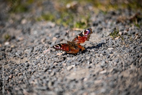 Macro photo of a tropical butterfly