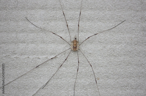 Argiope Spinne an der Hauswand bei Tageslicht