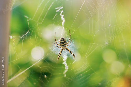 Spider argiope bruennichi on the web in the garden