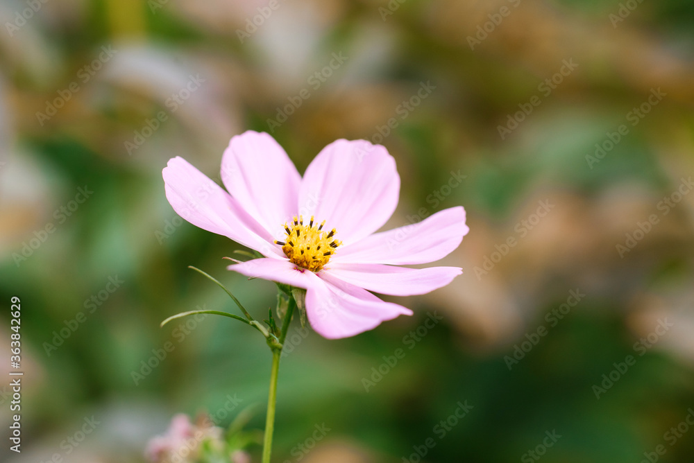 Pink cosmea flower close up in the summer garden Pink cosmea flower close up in the summer garden